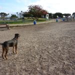 Eli at the dog park 4-11 (c) 2011 April Halprin Wayland, all rights reserved