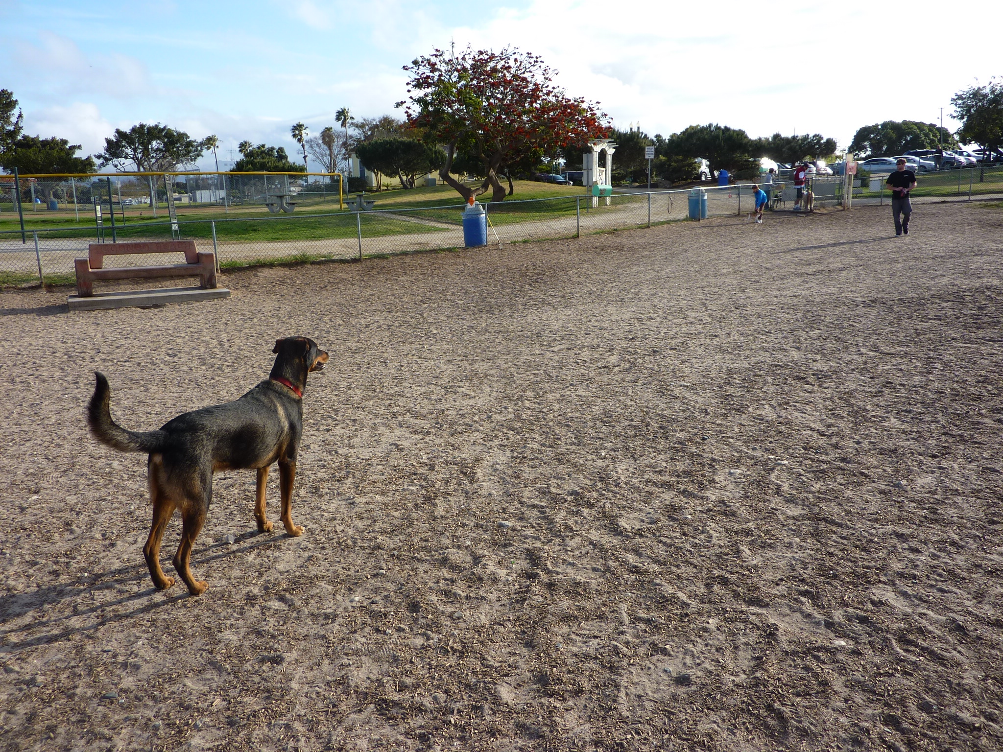 Eli at the dog park 4-11 (c) 2011 April Halprin Wayland, all rights reserved