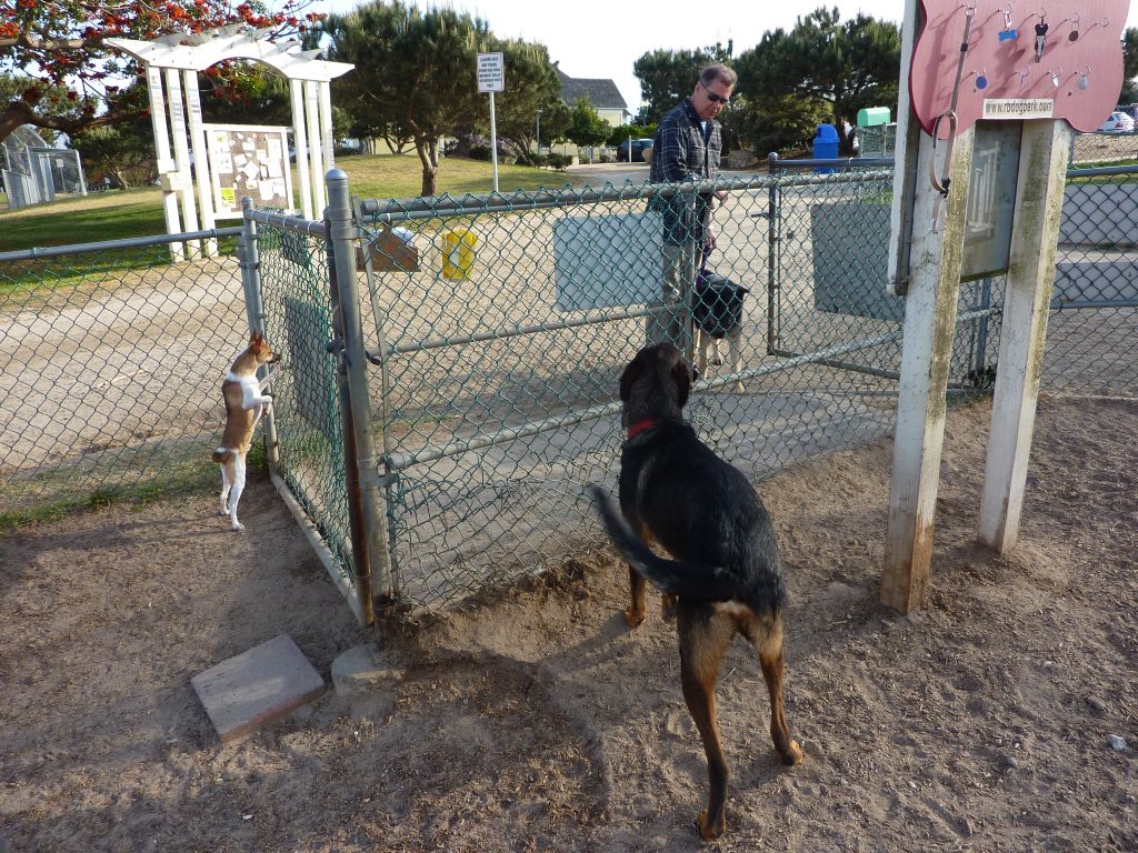 Eli at the dog park 4-11 (c) 2011 April Halprin Wayland, all rights reserved