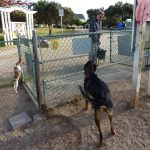 Eli at the dog park 4-11 (c) 2011 April Halprin Wayland, all rights reserved