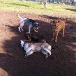 Gizmo, Murphy, Eli & Butter--the husky-- at the dog park 2-6-11