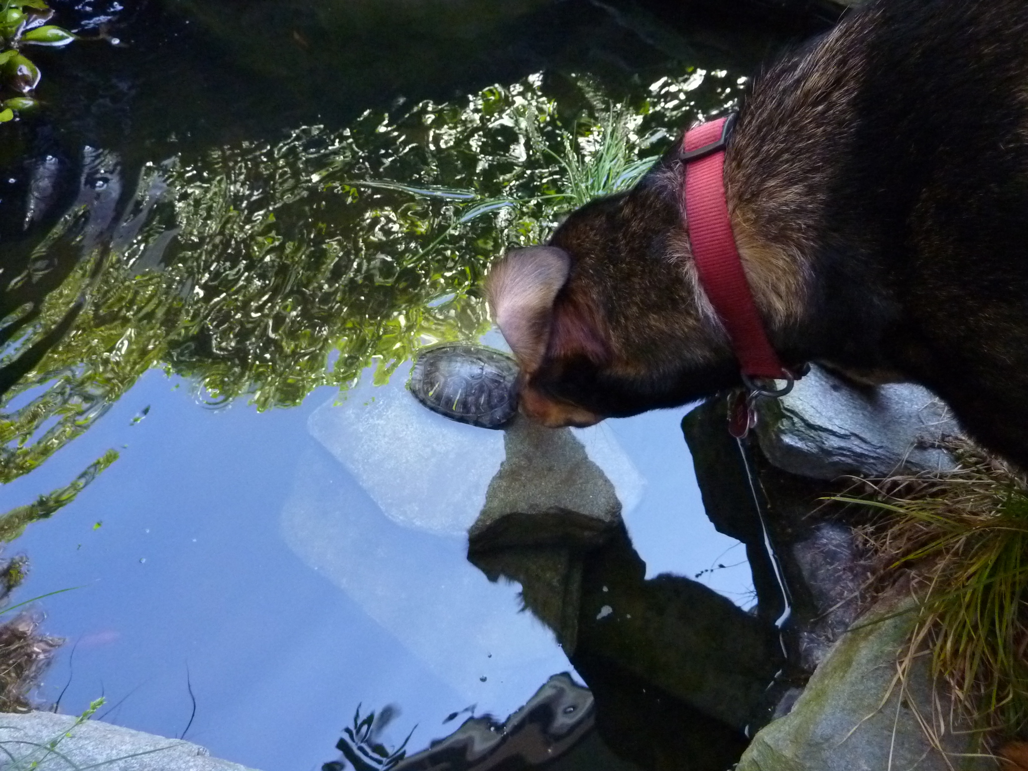 Eli checks out one of the new turtles