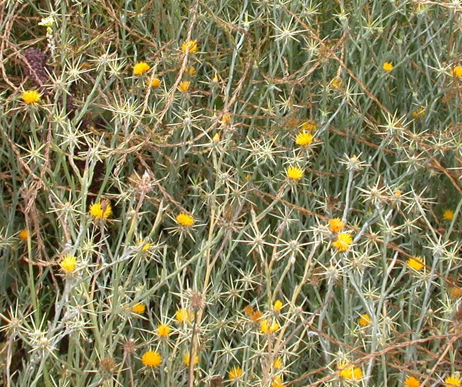 Star Thistle