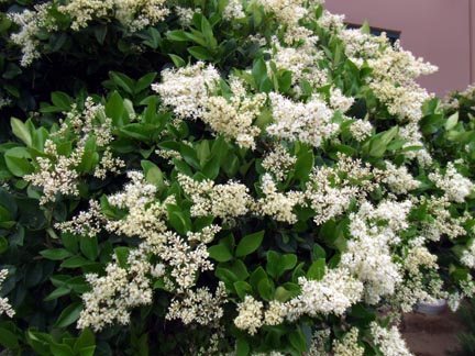 flowers bush white fragrant