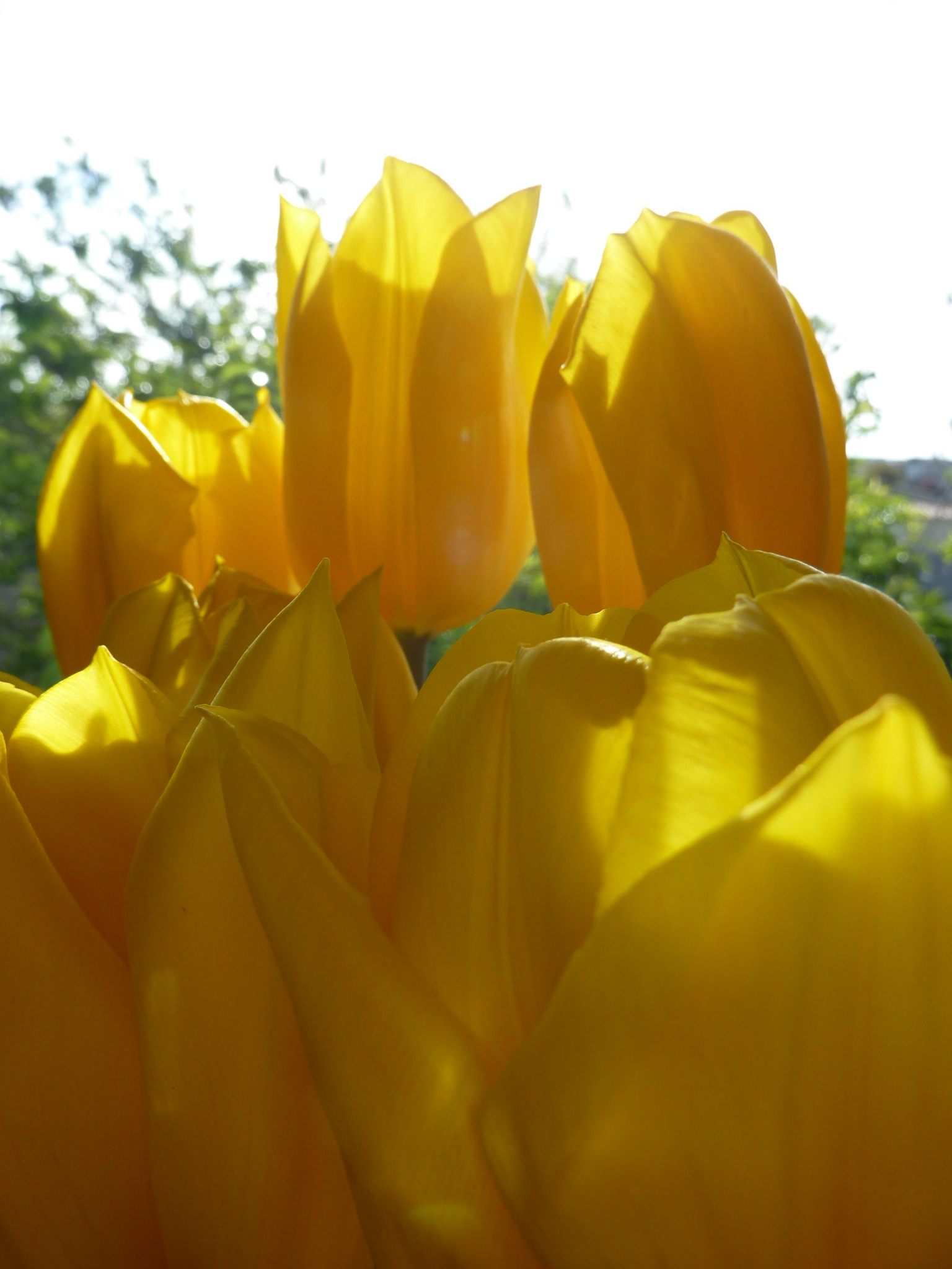 yellow tulips by April Halprin Wayland (c) 2011