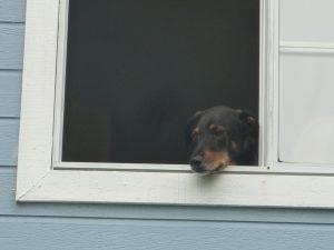 Eli looking out 2nd floor window