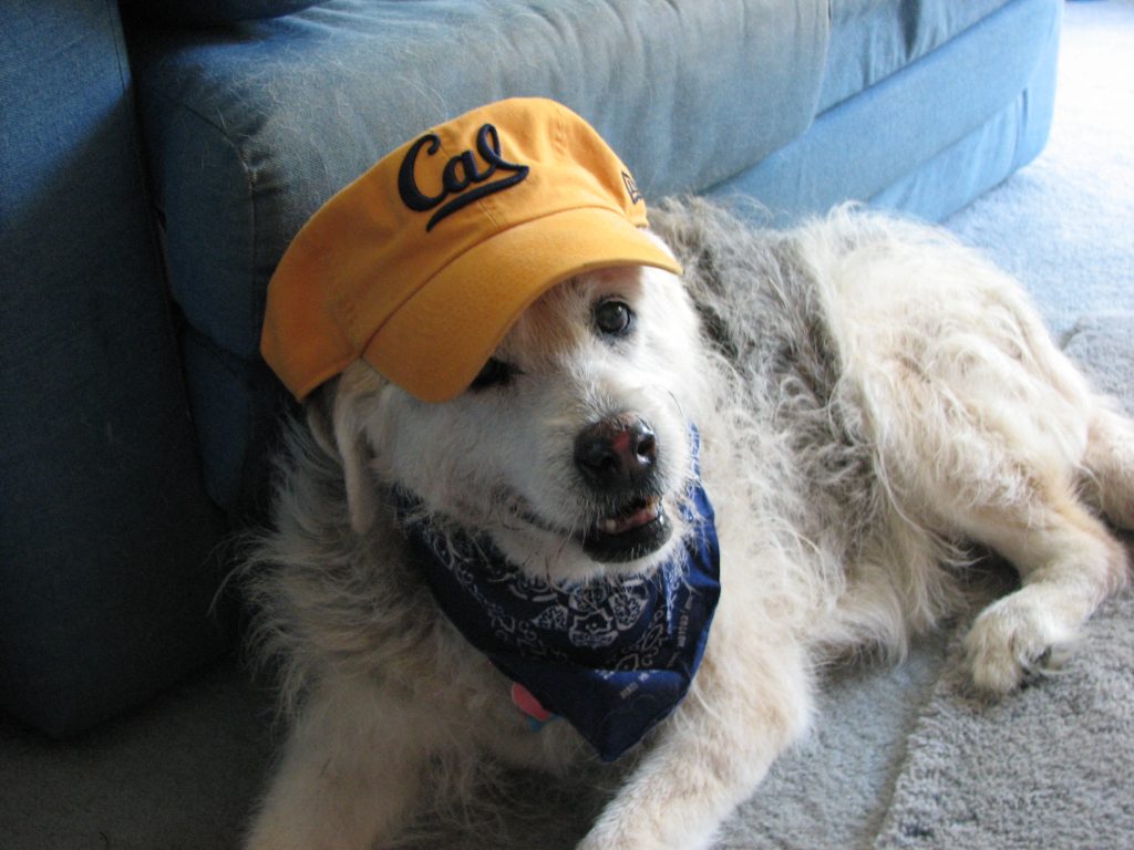 Rosie in CAL hat