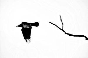 Crow