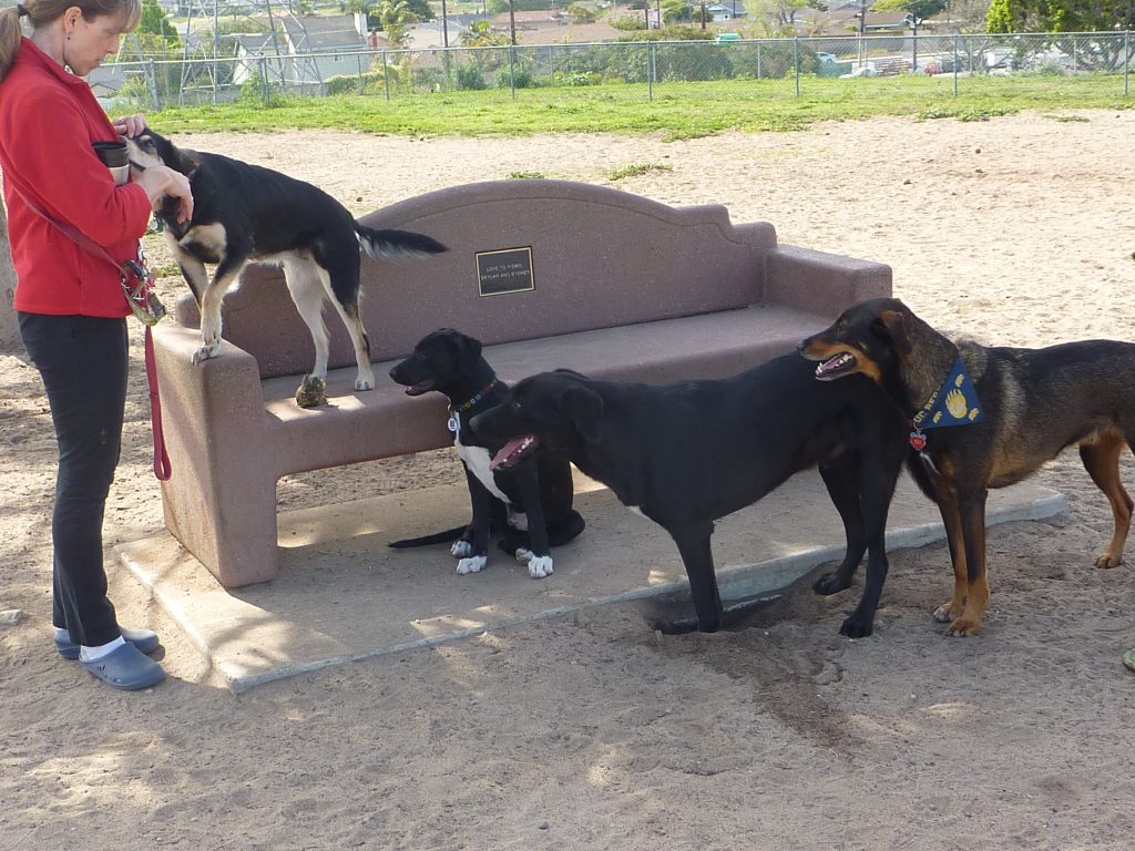 Dog park lesson