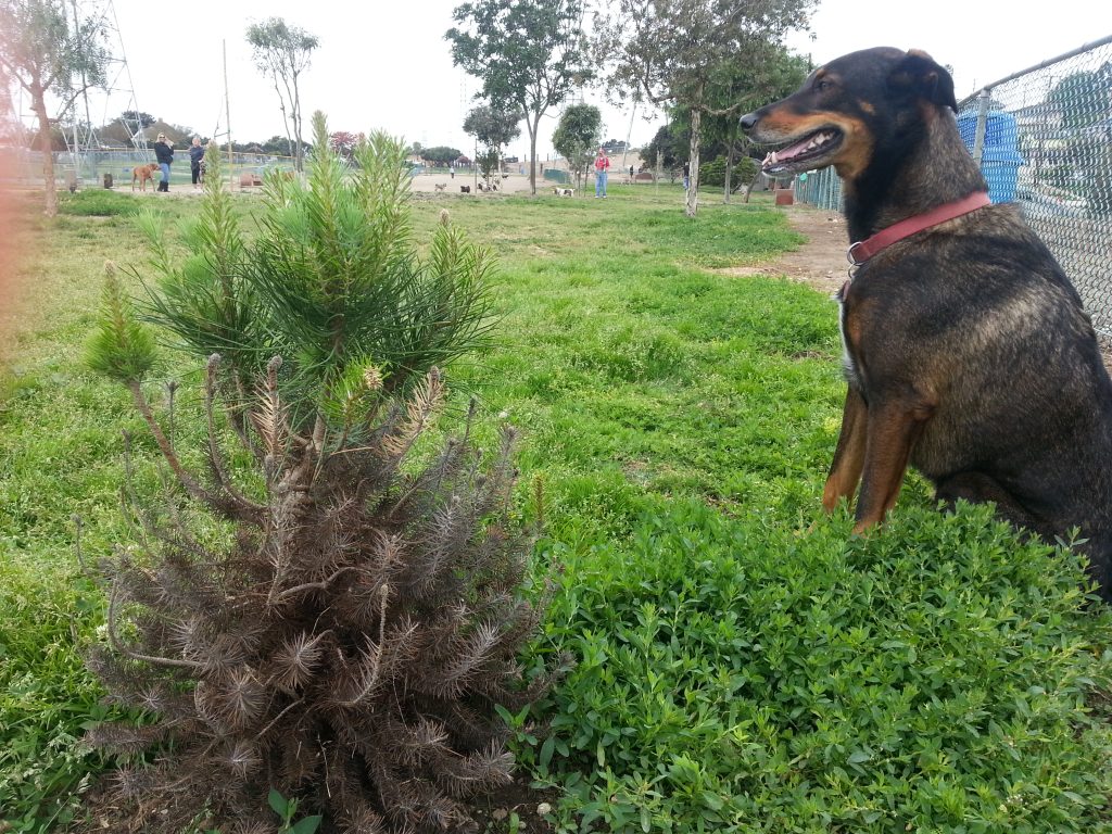 tree in dog park