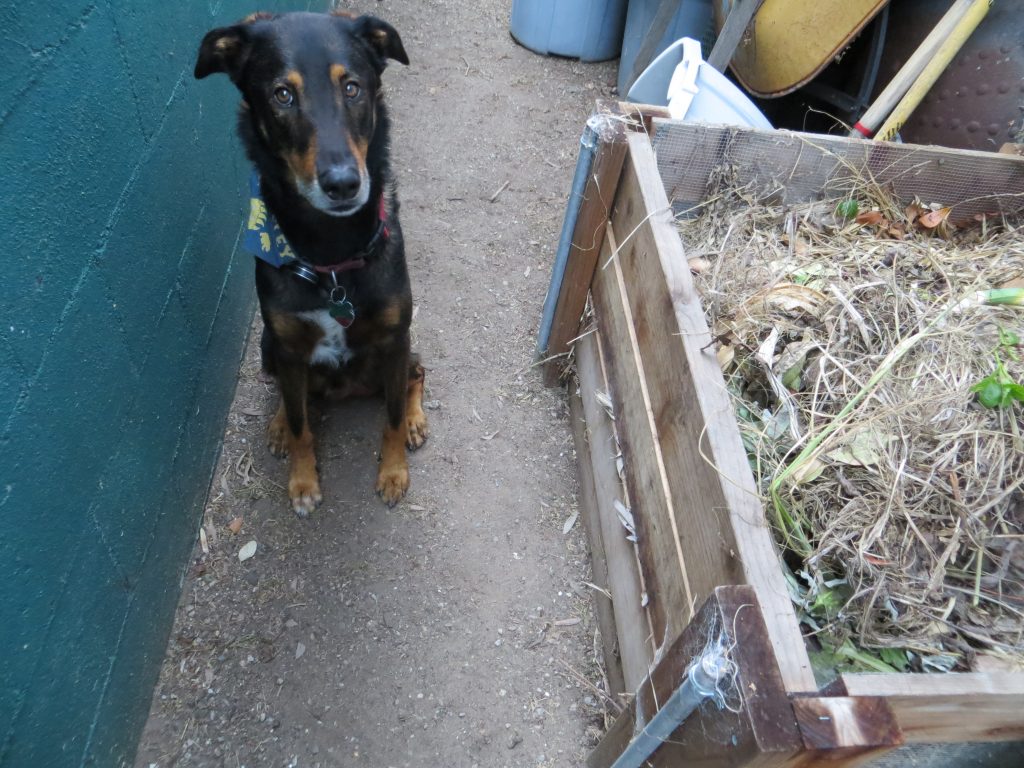 Eli and the compost pile