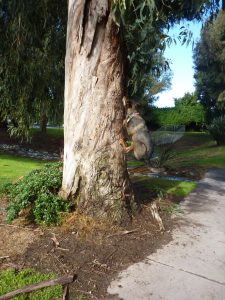 Eli leaping up tree for squirrel