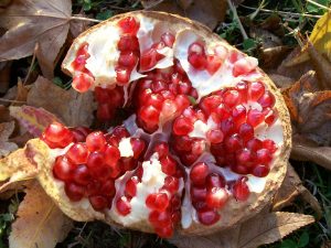 open pomegranate