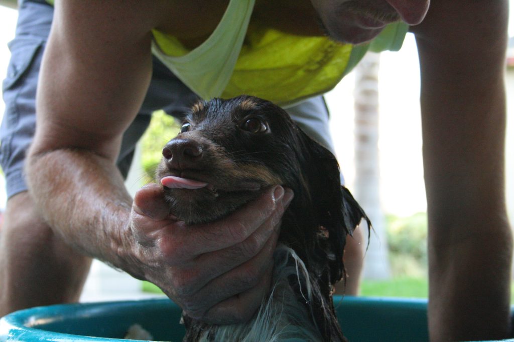 washing pup