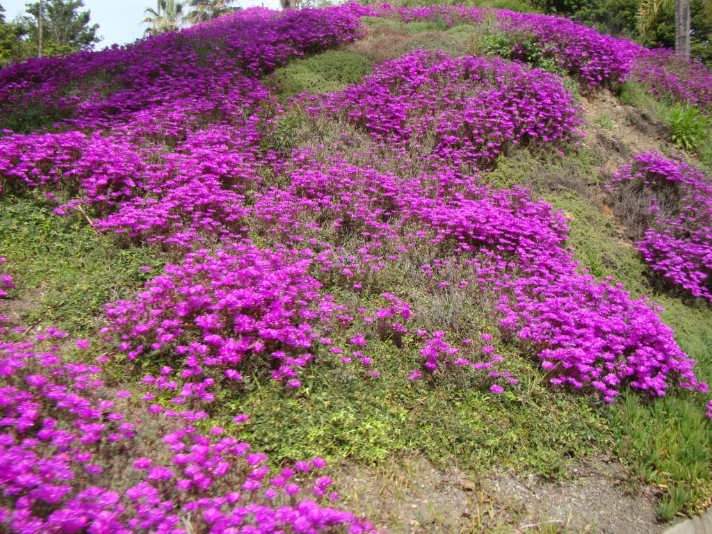 Ice Plant hillside