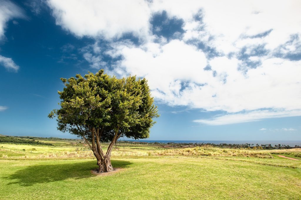 countryside, tree, field