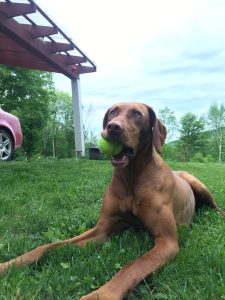 dog, outside, tennis ball