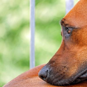 dog, brown, face