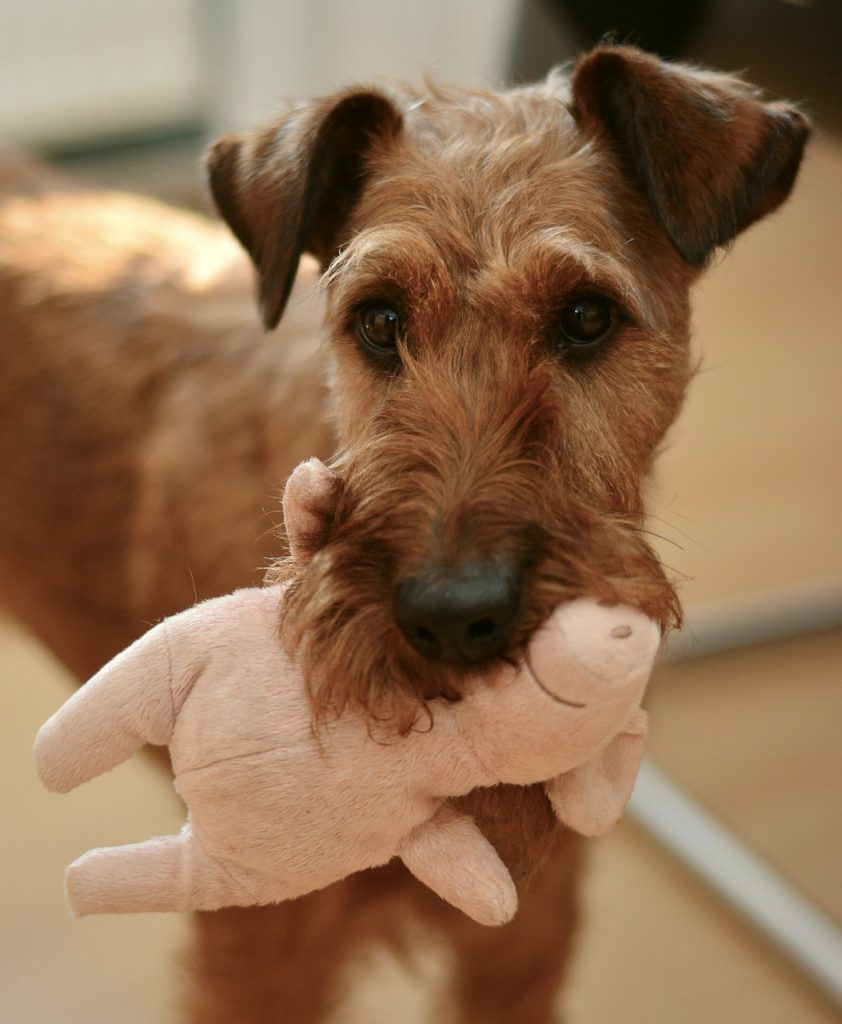 dog, irish terrier, domestic animal