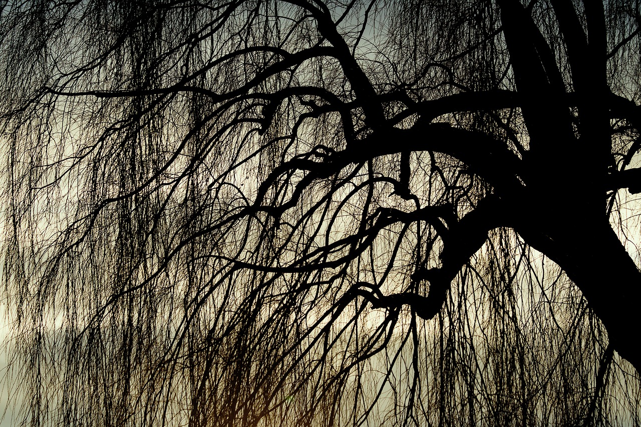 weeping willow, pasture, tree