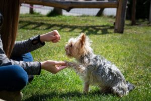 dog, small, dog training