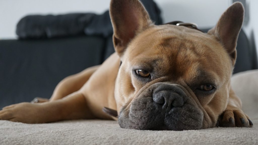 french bulldog, dog, weary