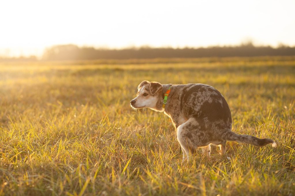 dog, grass, defecating