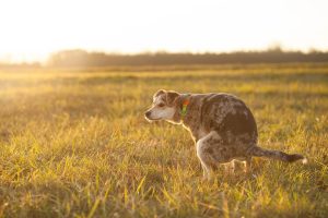 dog, grass, defecating