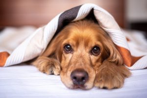 english cocker spaniel, dog, puppy