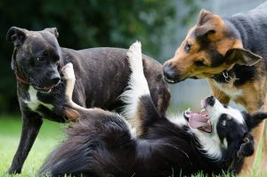 border collie, hybrid, fun