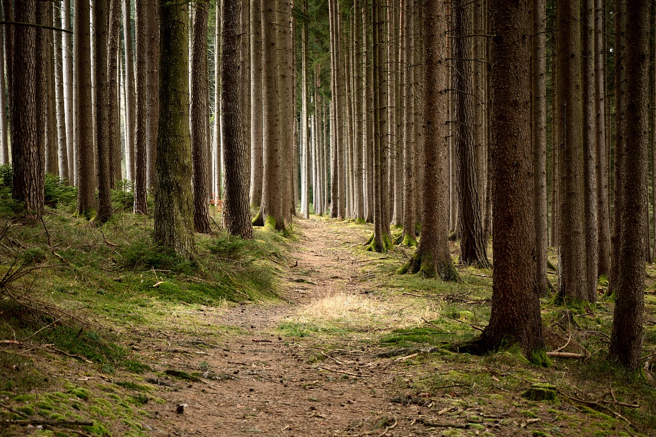 forestry, natural reserve, forest