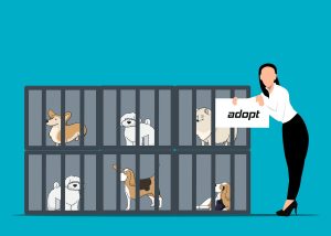 dog, adopt, adoption