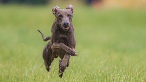 dog, running, beautiful