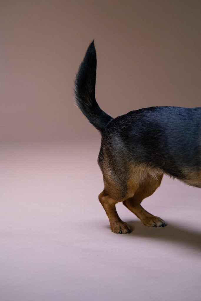 A Tail of a Black and Tan Short Coated Dog