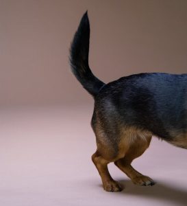 A Tail of a Black and Tan Short Coated Dog