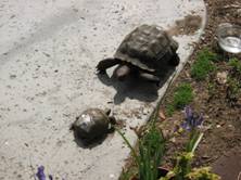 Roadkill (left) and Sheldon see each other in the garden…