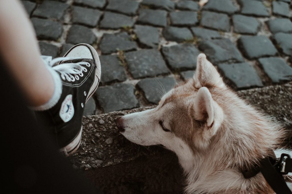 a dog laying on the ground next to a person